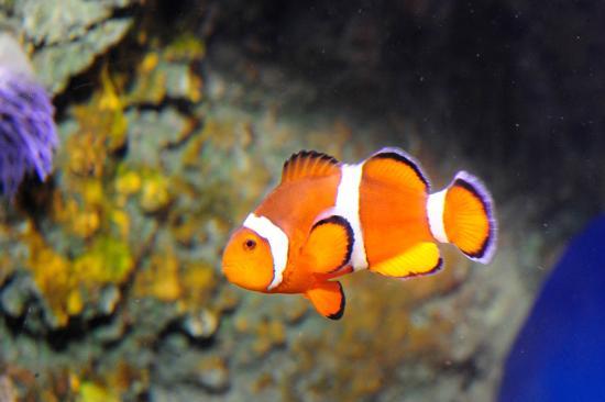 Acquario di New York